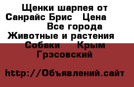 Щенки шарпея от Санрайс Брис › Цена ­ 30 000 - Все города Животные и растения » Собаки   . Крым,Грэсовский